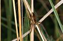 Dolomedes_fimbriatus_D8309_Z_90_Les Gris_Frankrijk